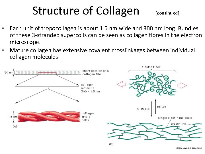 Structure of Collagen (continued) • Each unit of tropocollagen is about 1. 5 nm