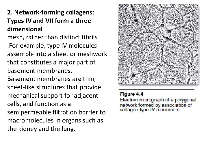 2. Network-forming collagens: Types IV and VII form a threedimensional mesh, rather than distinct