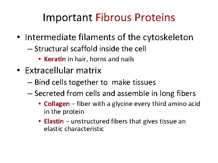 Important Fibrous Proteins • Intermediate filaments of the cytoskeleton – Structural scaffold inside the