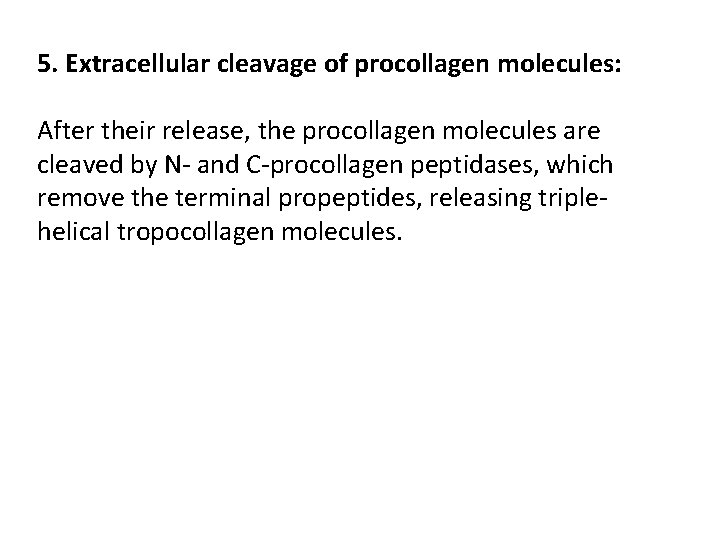 5. Extracellular cleavage of procollagen molecules: After their release, the procollagen molecules are cleaved