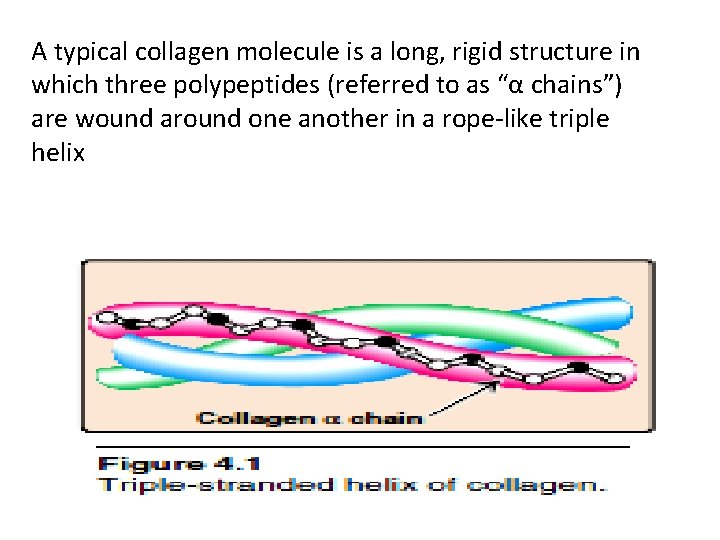 A typical collagen molecule is a long, rigid structure in which three polypeptides (referred