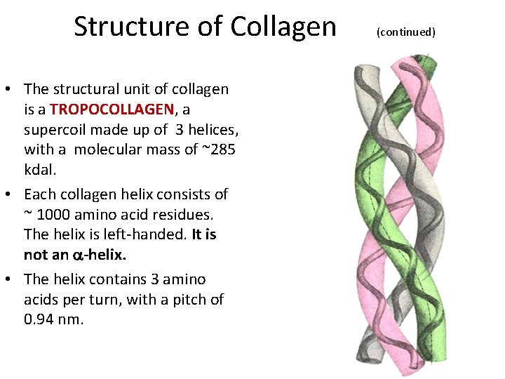 Structure of Collagen • The structural unit of collagen is a TROPOCOLLAGEN, a supercoil