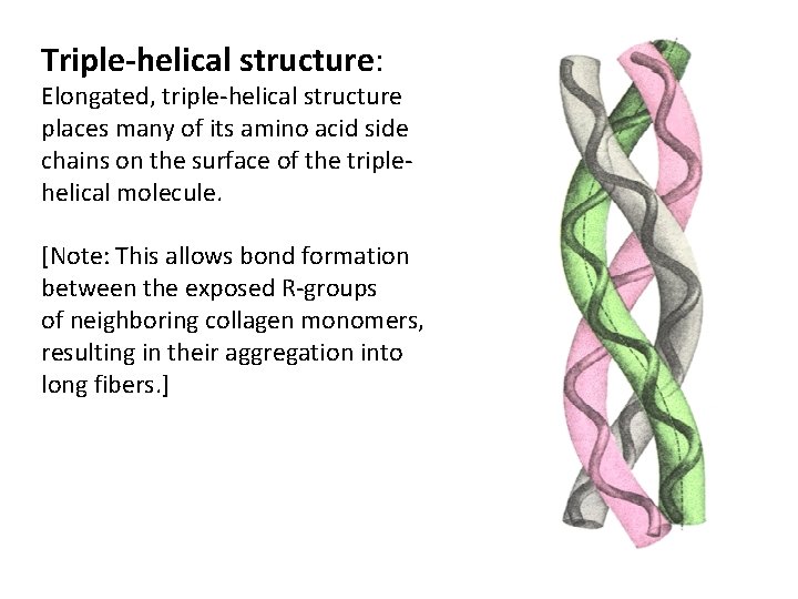 Triple-helical structure: Elongated, triple-helical structure places many of its amino acid side chains on