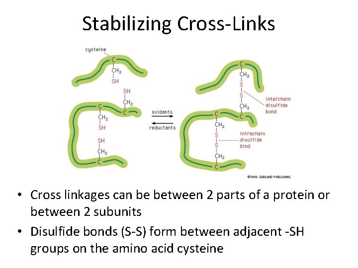 Stabilizing Cross-Links • Cross linkages can be between 2 parts of a protein or