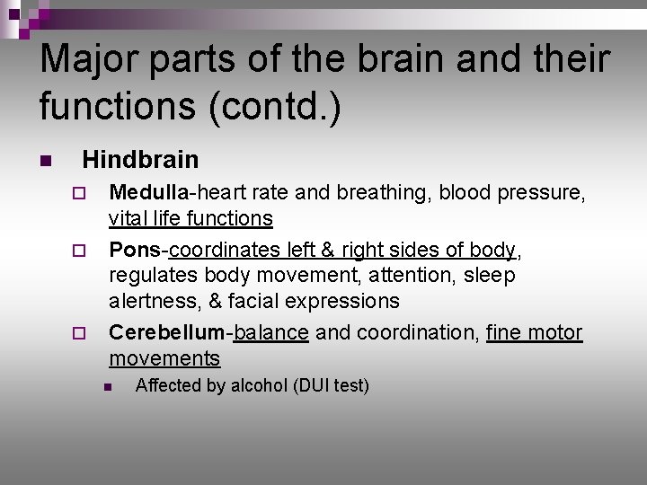 Major parts of the brain and their functions (contd. ) n Hindbrain ¨ ¨