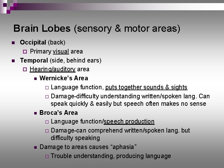 Brain Lobes (sensory & motor areas) n n Occipital (back) ¨ Primary visual area