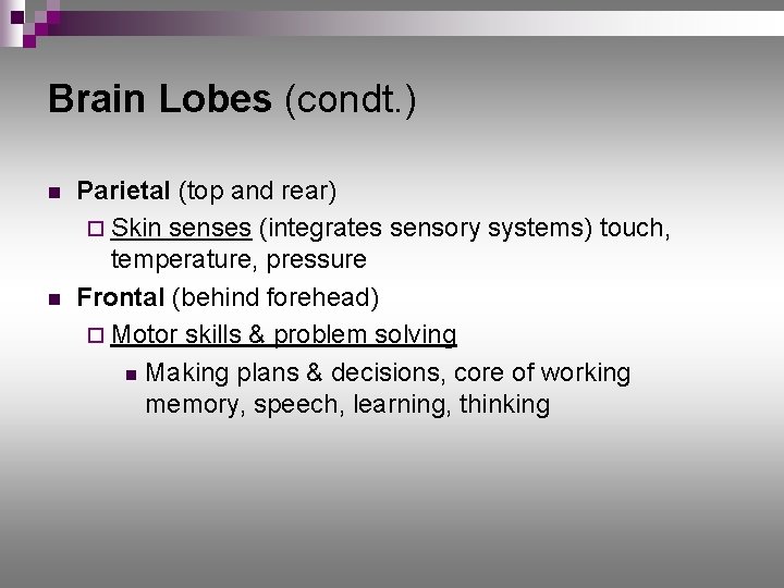 Brain Lobes (condt. ) n n Parietal (top and rear) ¨ Skin senses (integrates
