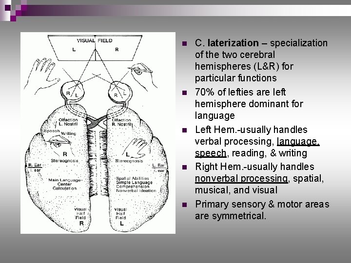 n n n C. laterization – specialization of the two cerebral hemispheres (L&R) for