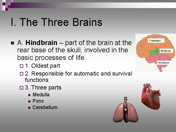 I. The Three Brains n A. Hindbrain – part of the brain at the