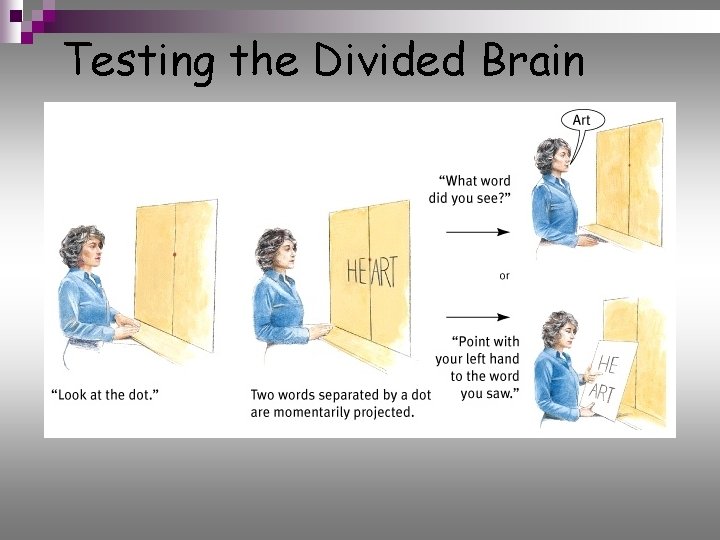 Testing the Divided Brain 