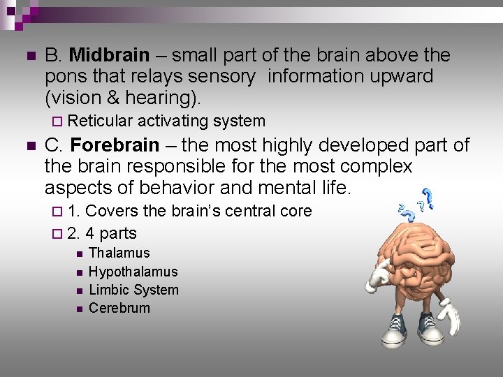 n B. Midbrain – small part of the brain above the pons that relays