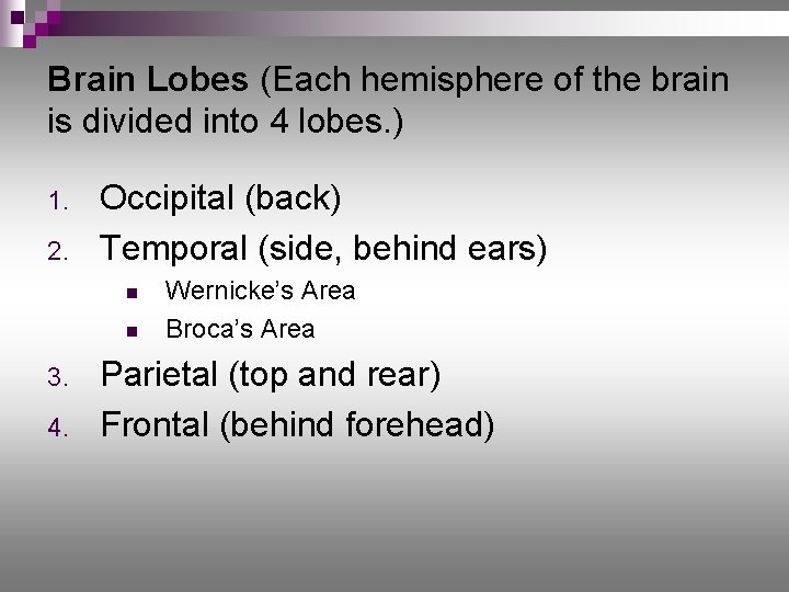 Brain Lobes (Each hemisphere of the brain is divided into 4 lobes. ) 1.