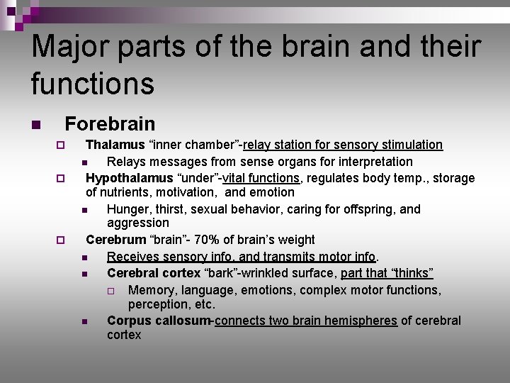 Major parts of the brain and their functions n Forebrain ¨ ¨ ¨ Thalamus