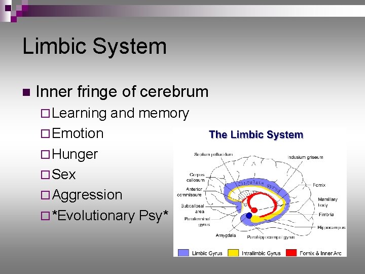 Limbic System n Inner fringe of cerebrum ¨ Learning and memory ¨ Emotion ¨