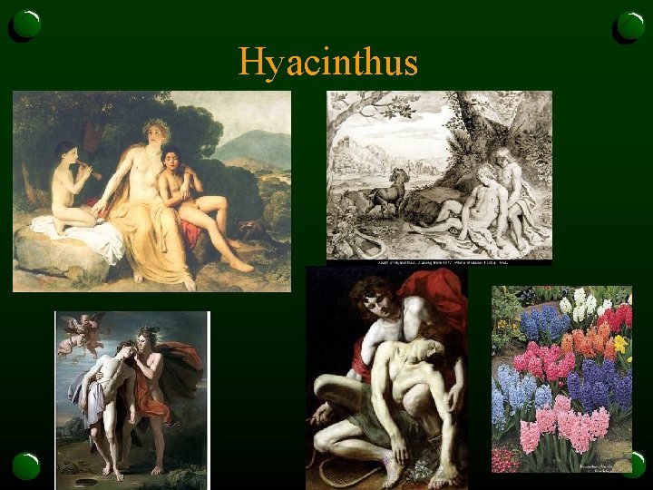 Hyacinthus 