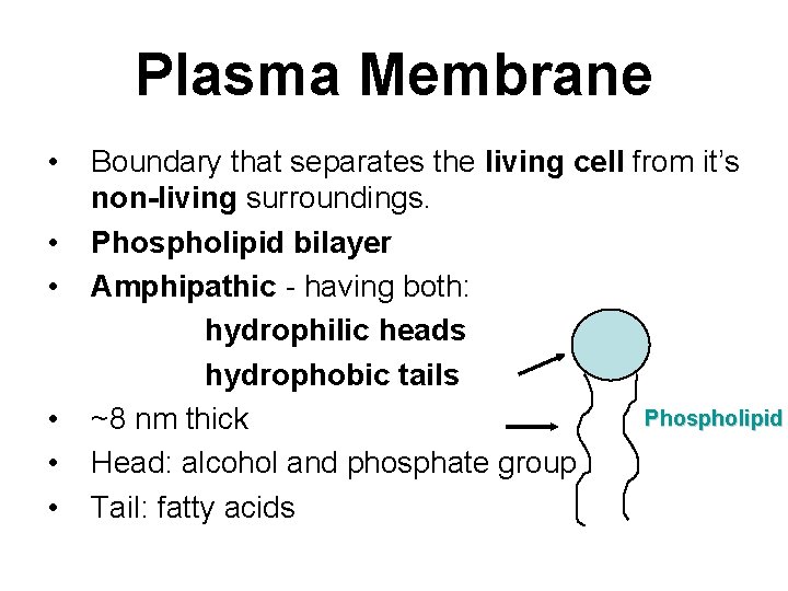 Plasma Membrane • • • Boundary that separates the living cell from it’s non-living