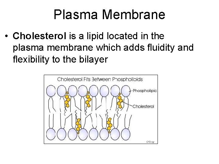 Plasma Membrane • Cholesterol is a lipid located in the plasma membrane which adds