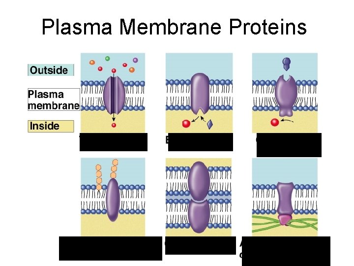 Plasma Membrane Proteins PROTEINS CAN MOVE IN THE MEMBRANE, TOO! 