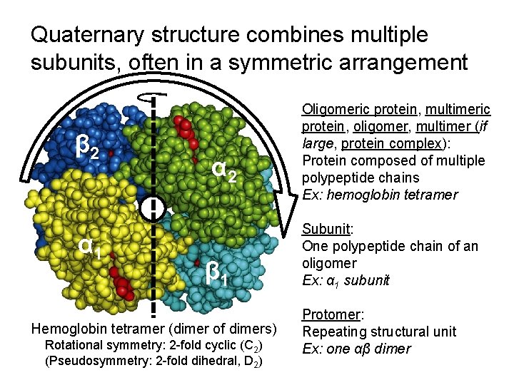 Quaternary structure combines multiple subunits, often in a symmetric arrangement β 2 α 1