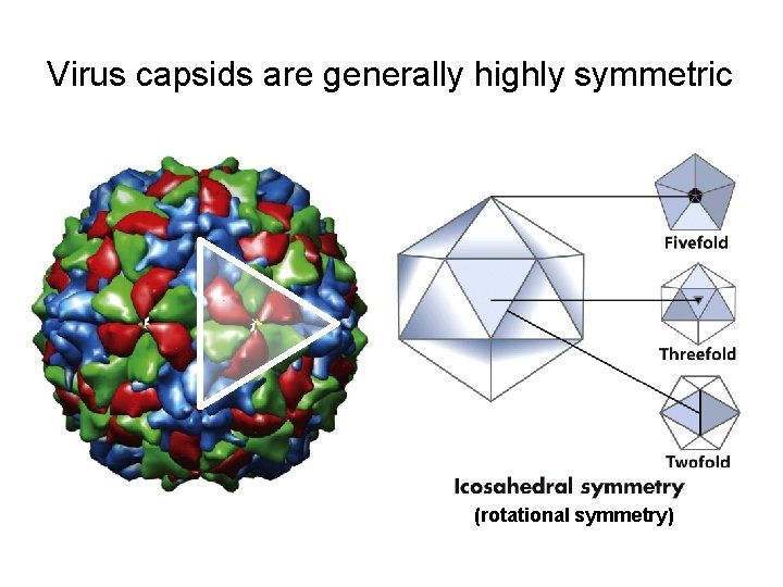 Virus capsids are generally highly symmetric (rotational symmetry) 