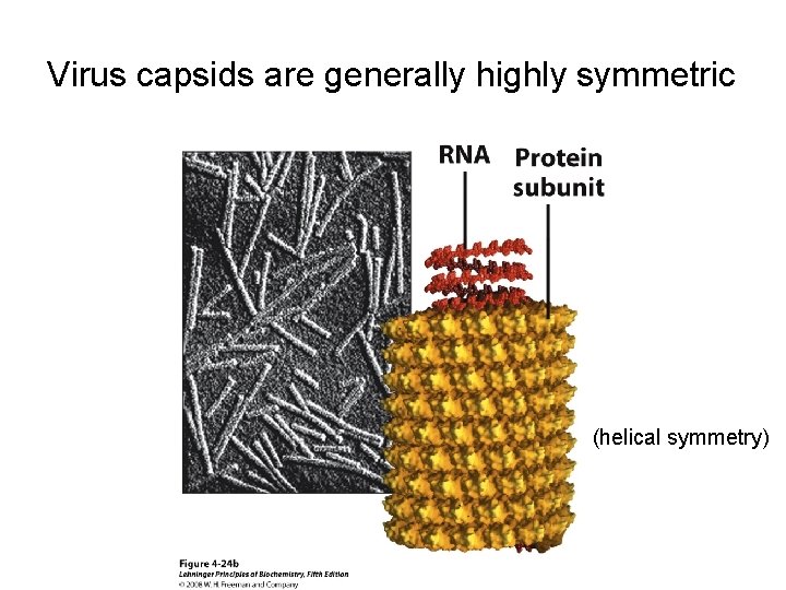 Virus capsids are generally highly symmetric (helical symmetry) 