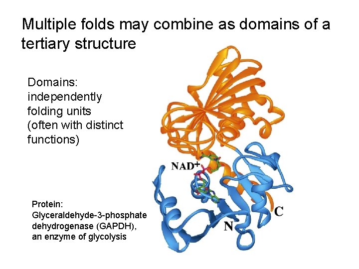 Multiple folds may combine as domains of a tertiary structure Domains: independently folding units