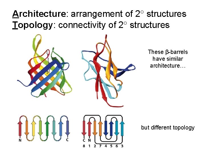 Architecture: arrangement of 2 structures Topology: connectivity of 2 structures These β-barrels have similar