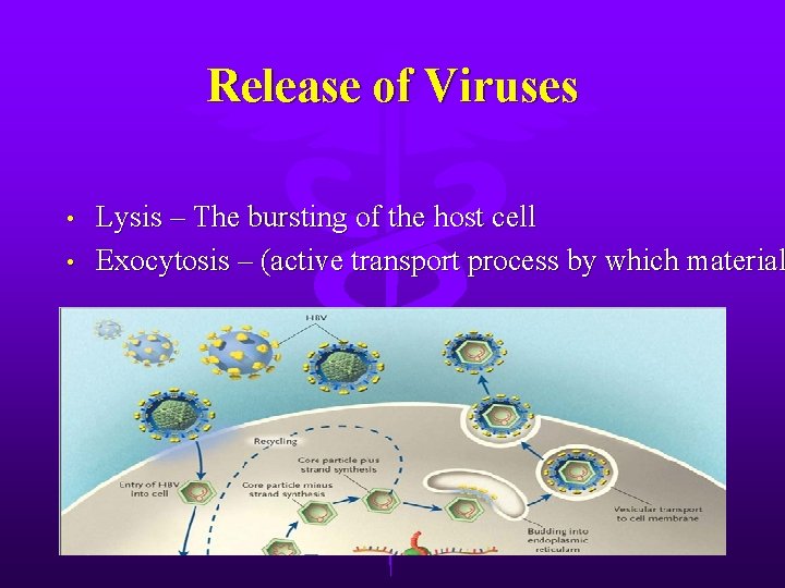 Release of Viruses • • Lysis – The bursting of the host cell Exocytosis