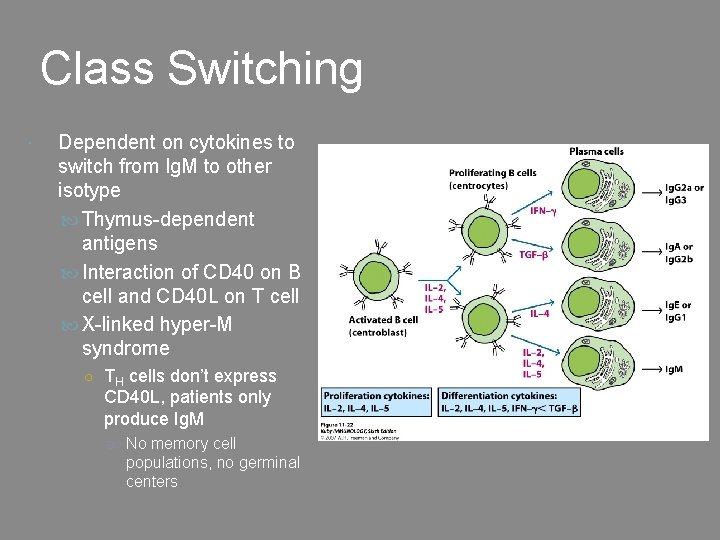 Class Switching Dependent on cytokines to switch from Ig. M to other isotype Thymus-dependent