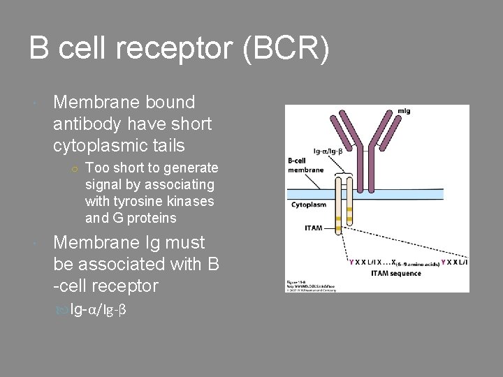 B cell receptor (BCR) Membrane bound antibody have short cytoplasmic tails ○ Too short