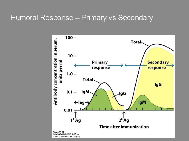 Humoral Response – Primary vs Secondary 