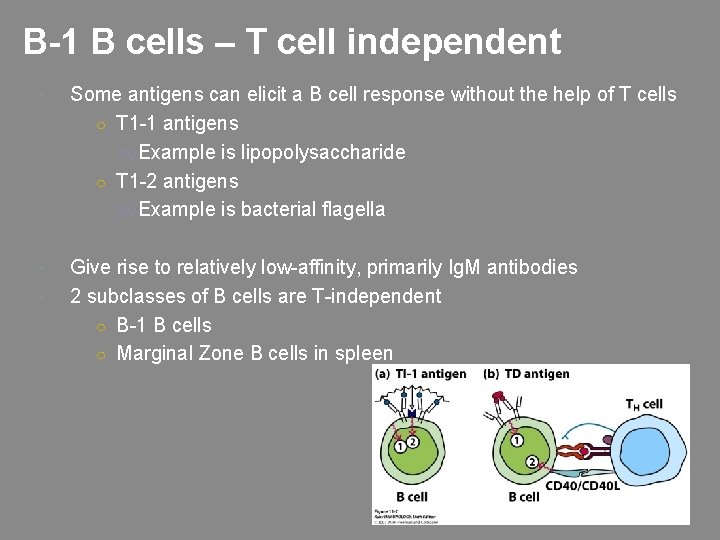 B-1 B cells – T cell independent Some antigens can elicit a B cell