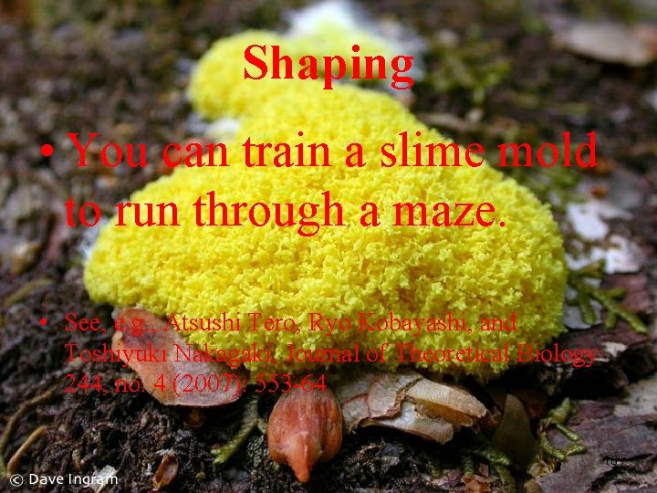 Shaping • You can train a slime mold to run through a maze. •