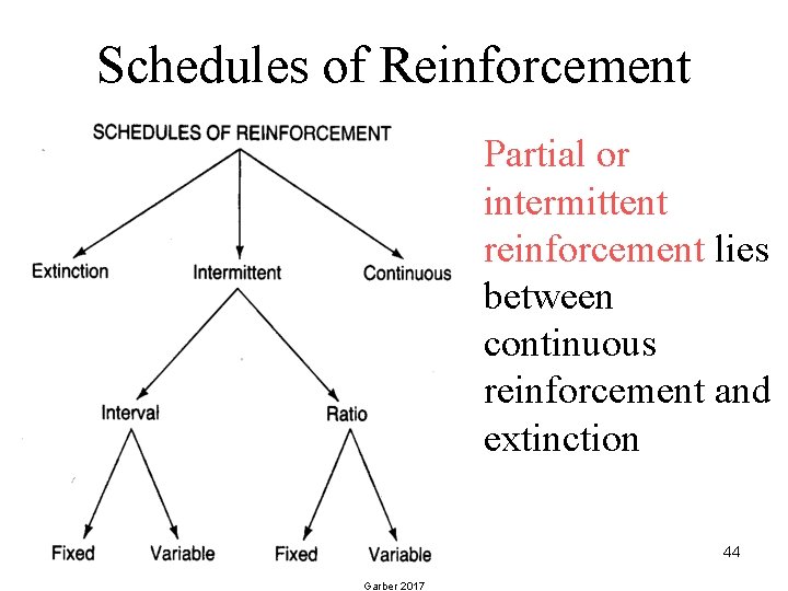 Schedules of Reinforcement • Partial or intermittent reinforcement lies between continuous reinforcement and extinction
