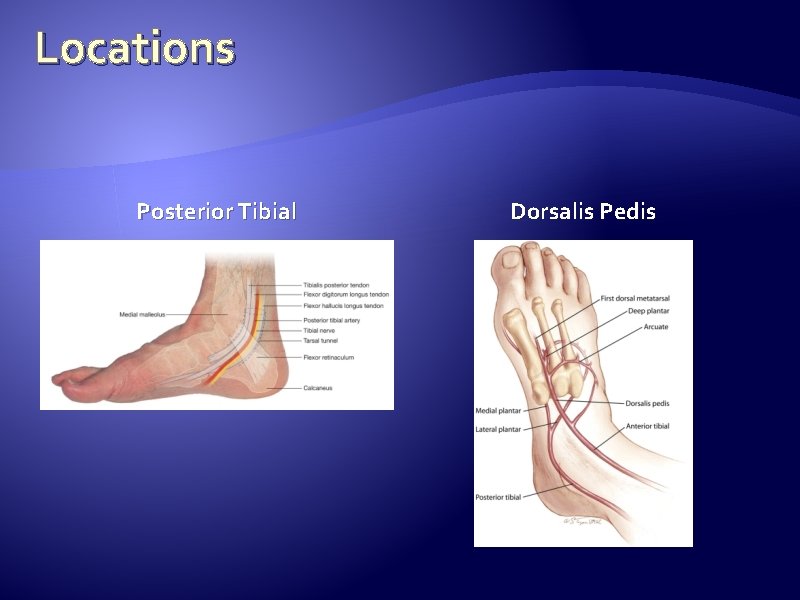 Locations Posterior Tibial Dorsalis Pedis  Locations Posterior Tibial Dorsalis Pedis