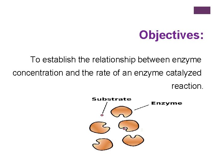 Objectives: To establish the relationship between enzyme concentration and the rate of an enzyme