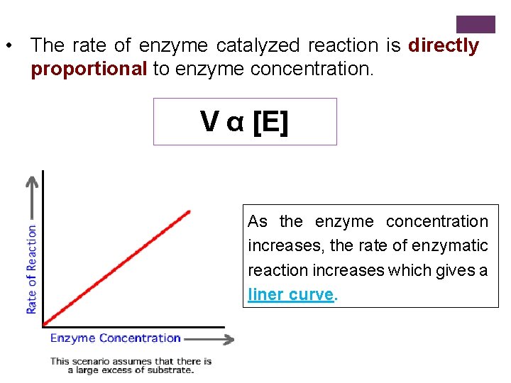  • The rate of enzyme catalyzed reaction is directly proportional to enzyme concentration.