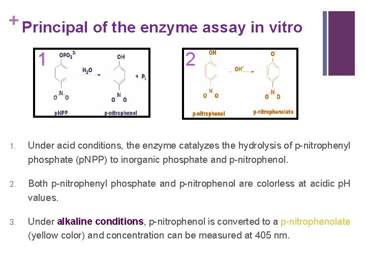 + Principal of the enzyme assay in vitro 1 2 1. Under acid conditions,