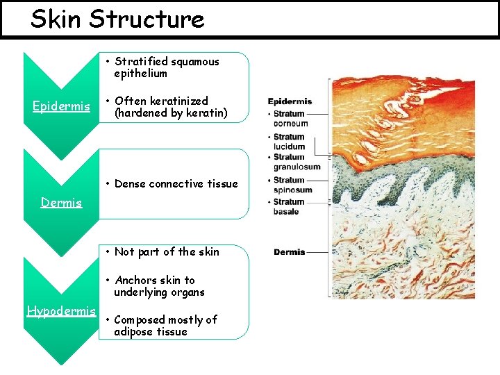 Skin Structure • Stratified squamous epithelium Epidermis • Often keratinized (hardened by keratin) •