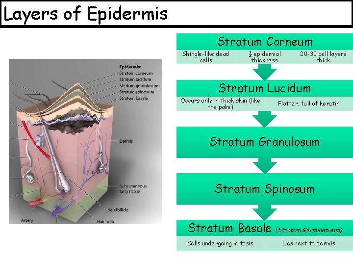 Layers of Epidermis Stratum Corneum Shingle-like dead cells ¾ epidermal thickness 20 -30 cell