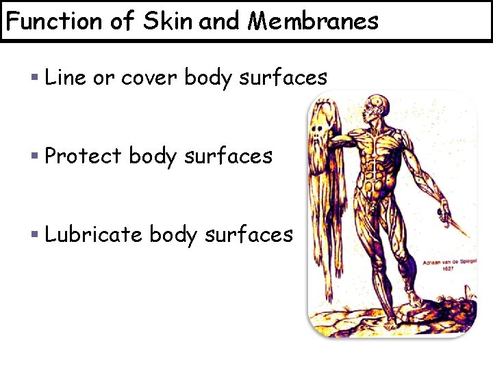 Function of Skin and Membranes § Line or cover body surfaces § Protect body