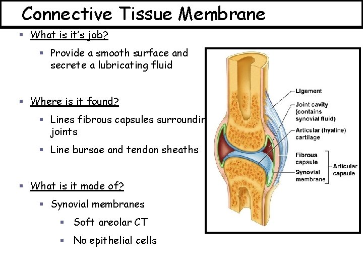Connective Tissue Membrane § What is it’s job? § Provide a smooth surface and
