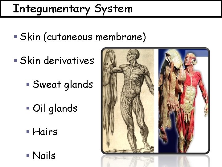 Integumentary System § Skin (cutaneous membrane) § Skin derivatives § Sweat glands § Oil