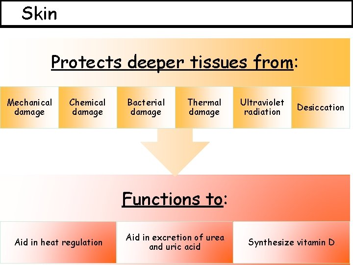 Skin Protects deeper tissues from: Mechanical damage Chemical damage Bacterial damage Thermal damage Ultraviolet
