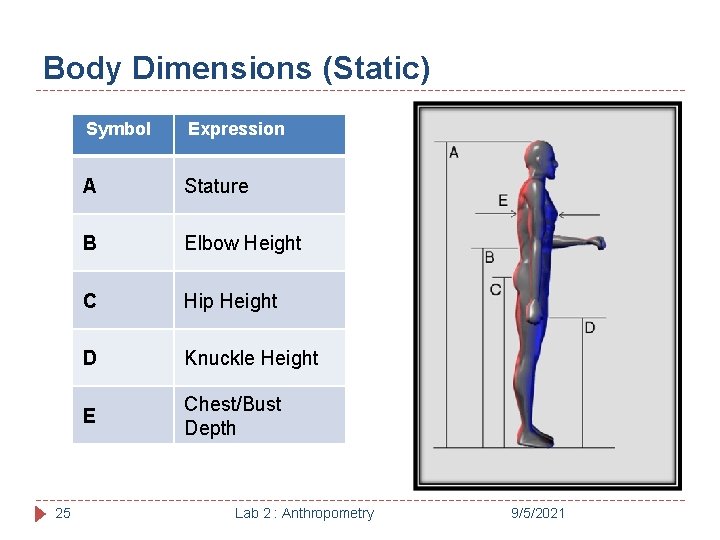 Body Dimensions (Static) 25 Symbol Expression A Stature B Elbow Height C Hip Height