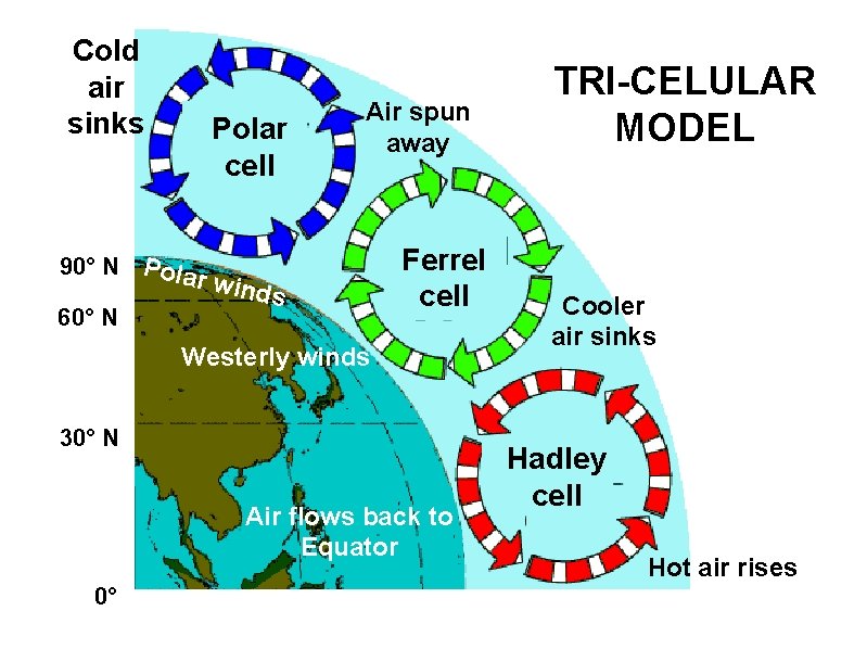 Cold air sinks Polar cell Air spun away 90° N Pola r win ds