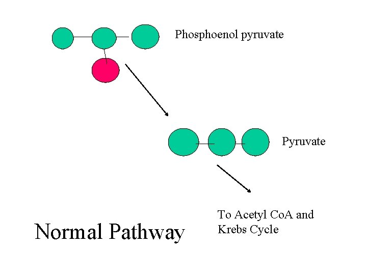 Phosphoenol pyruvate Pyruvate Normal Pathway To Acetyl Co. A and Krebs Cycle 