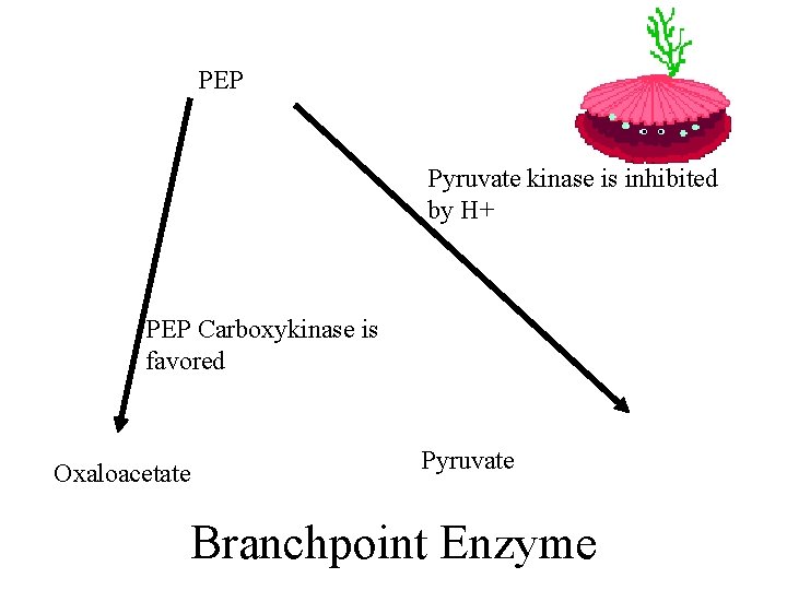 PEP Pyruvate kinase is inhibited by H+ PEP Carboxykinase is favored Oxaloacetate Pyruvate Branchpoint