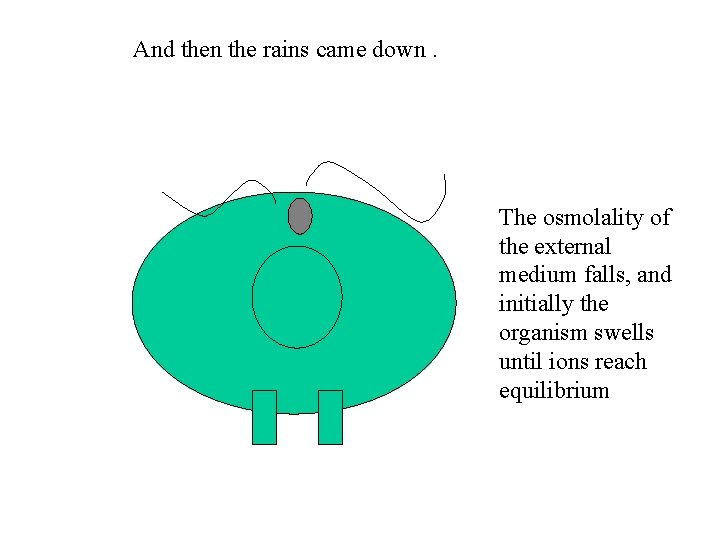And then the rains came down. The osmolality of the external medium falls, and