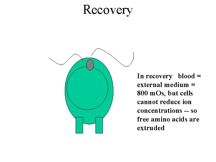 Recovery In recovery blood = external medium = 800 m. Os, but cells cannot